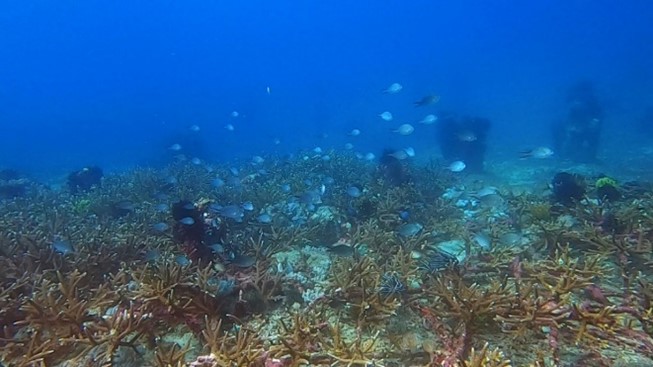 meeresboden-padanbai-bali-2022